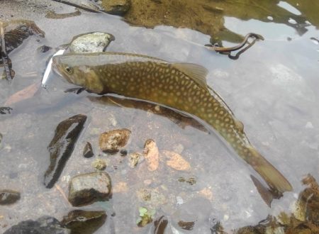 九頭竜川水系でイワナ釣り